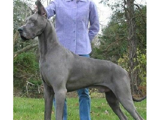 PoulaTo: Μολοσσοί Great Danes ΜΠΛΕ